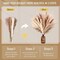 75-Pack Dried Fall Pampas Grass – White & Brown Pampas, Bunny Tail, Reed, Fluffy Dried Flowers for Home, Wedding, Table, Vase, Boho & Modern Decor